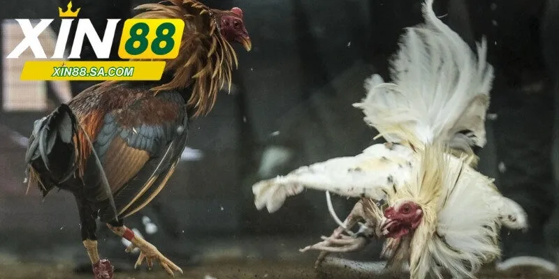 Bật mí những kinh nghiệm chơi đá gà tại SV388 thắng lớn