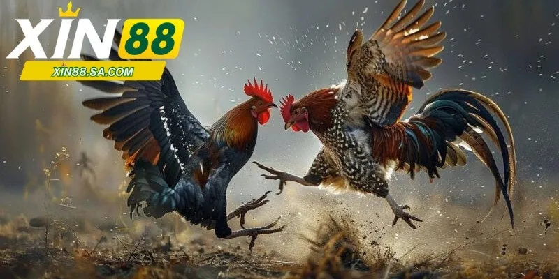 Các loại hình đá gà Xin88 thu hút ấn tượng bậc nhất